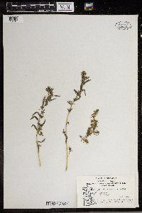 Kochia scoparia image