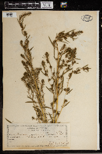 Kochia scoparia image