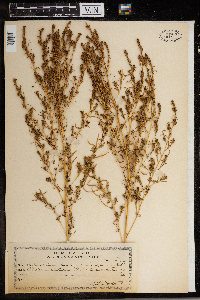 Kochia scoparia image