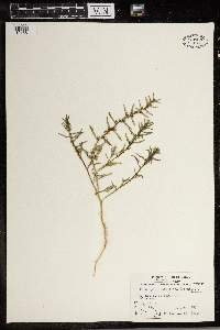 Monolepis nuttalliana image