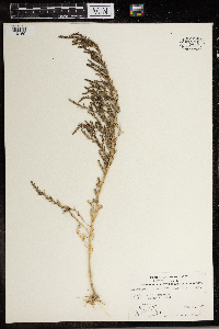 Monolepis nuttalliana image