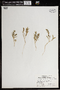 Monolepis nuttalliana image