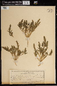 Monolepis nuttalliana image