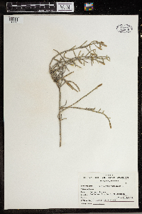 Media resource of Arthrocaulon macrostachyum