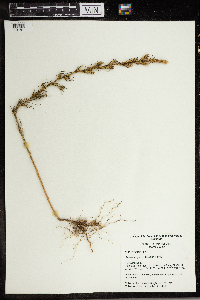 Salsola tragus image