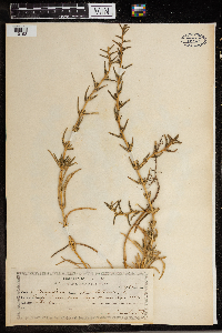 Media resource of Salsola soda