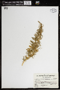 Thumbnail image of current specimen