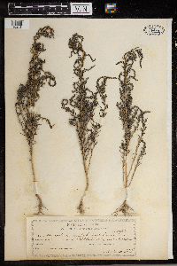 Media resource of Suaeda linearis