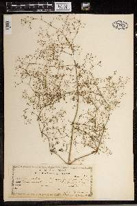 Gypsophila paniculata image