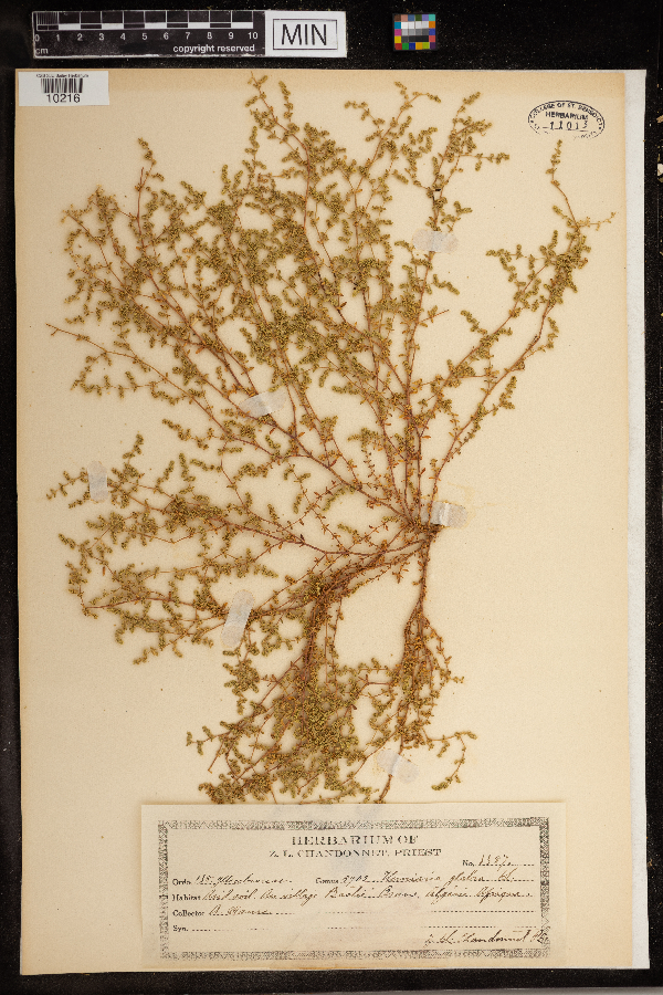 Herniaria glabra image