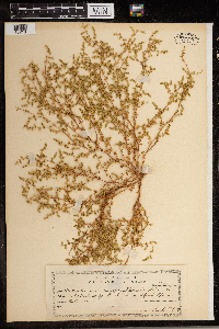 Media resource of Herniaria glabra