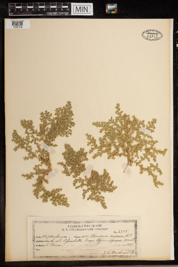 Herniaria cinerea image