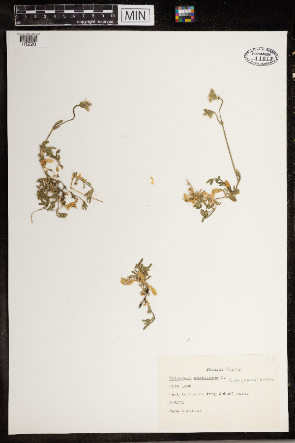 Holosteum umbellatum image