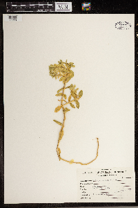 Honckenya peploides image