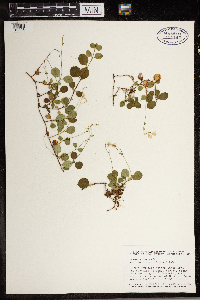 Linnaea borealis subsp. americana image
