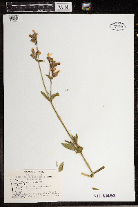 Silene latifolia image