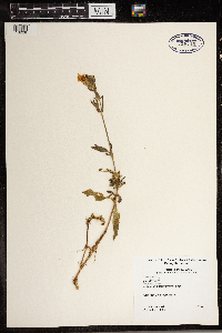 Silene latifolia image