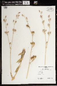 Silene latifolia image