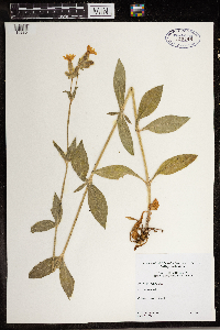 Silene latifolia image