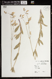 Silene latifolia image