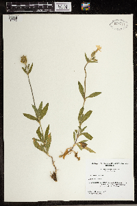 Silene latifolia image