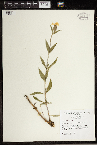 Silene latifolia image