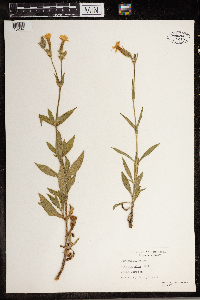 Silene latifolia image