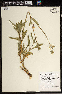 Silene latifolia image