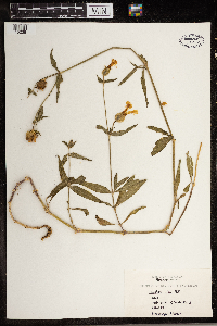 Silene latifolia image