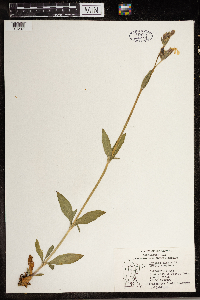 Silene latifolia image