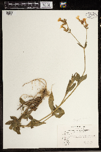 Silene latifolia image