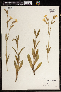 Silene latifolia image