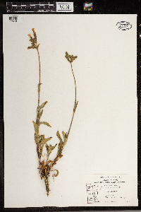 Silene latifolia image