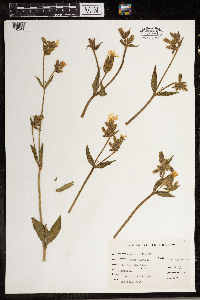 Silene latifolia image