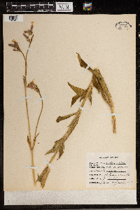 Silene latifolia image