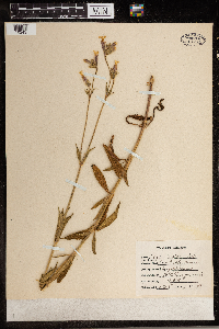 Silene latifolia image