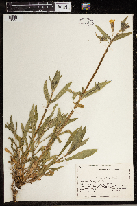 Silene latifolia image