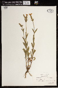 Silene latifolia image