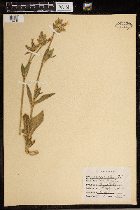 Silene latifolia image