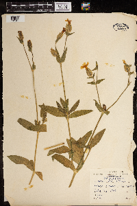 Silene latifolia image