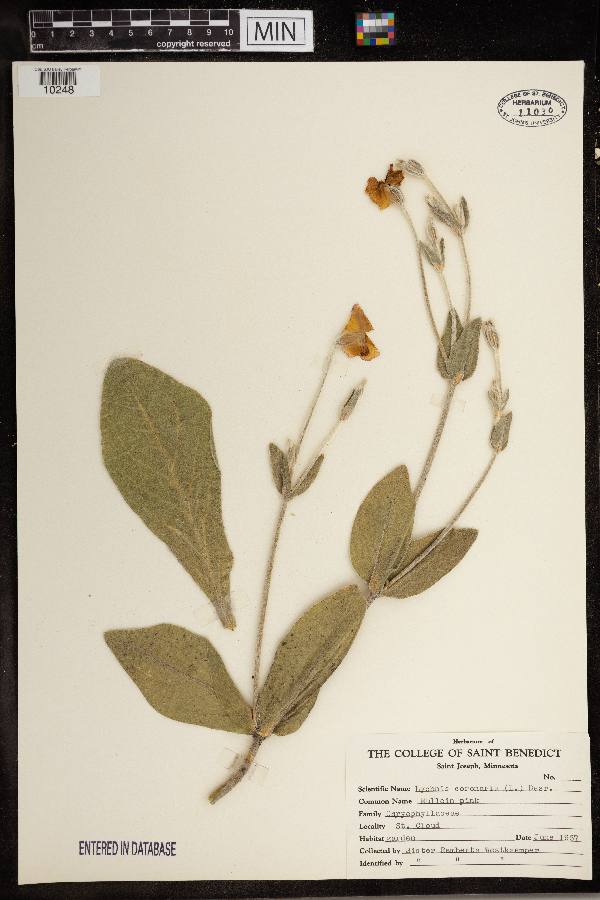 Lychnis coronaria image