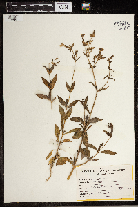 Silene latifolia image