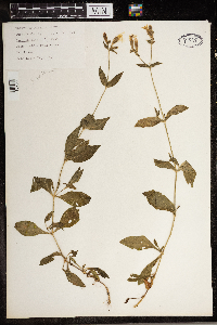 Silene latifolia image