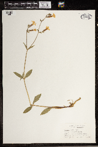 Silene latifolia image