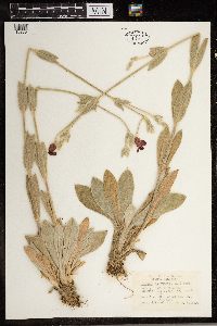 Image Associated With the Occurrence