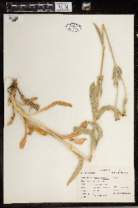 Image Associated With the Occurrence