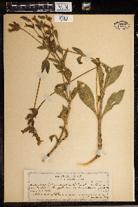 Silene latifolia image