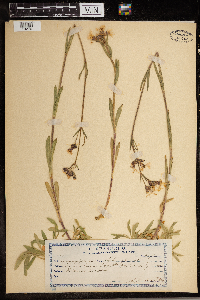 Silene flos-cuculi image