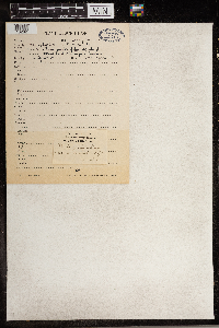 Moehringia lateriflora image