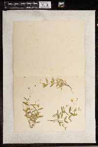 Moehringia lateriflora image